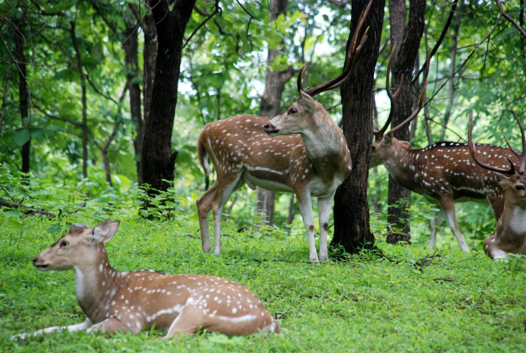 Satmalia Deer Sanctuary